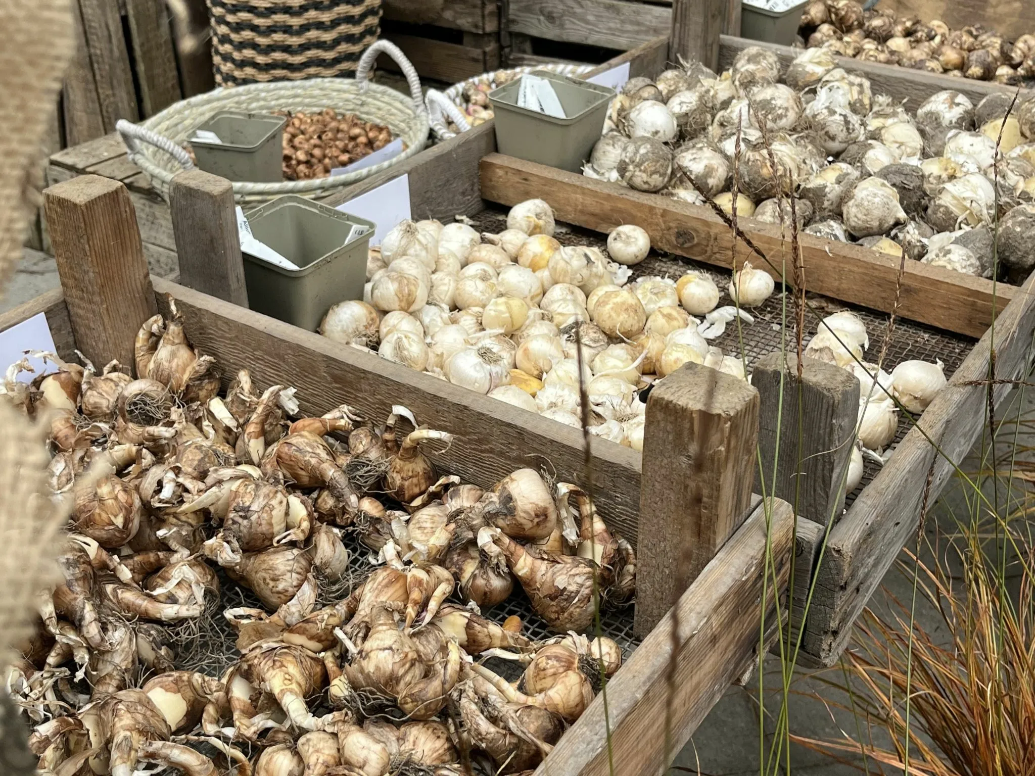 bloembolen afbeelding