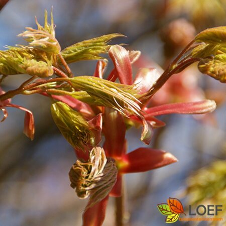Acer platanoides 'Globosum' ST. 225 12-14 C.  - afbeelding 1