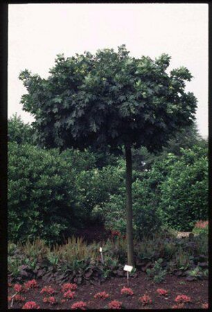 Acer platanoides 'Globosum' ST. 225 12-14 C.  - afbeelding 4