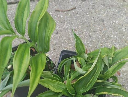 Disporopsis pernyi P9