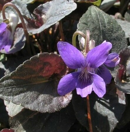 Viola labradorica P9 - afbeelding 3