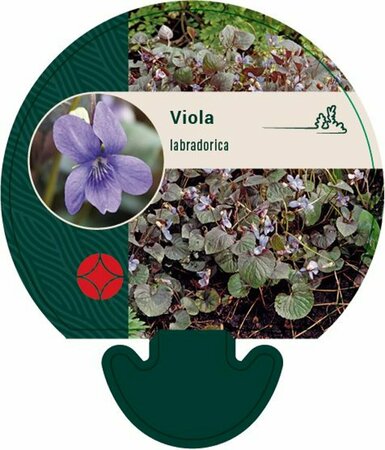 Viola labradorica P9 - afbeelding 1
