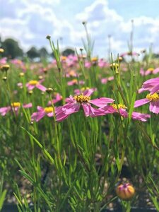 Coreopsis rosea 'American Dream' P9 - afbeelding 3