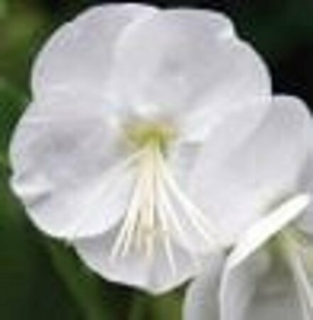 Geranium macrorrhizum 'White Ness' P9 - afbeelding 2