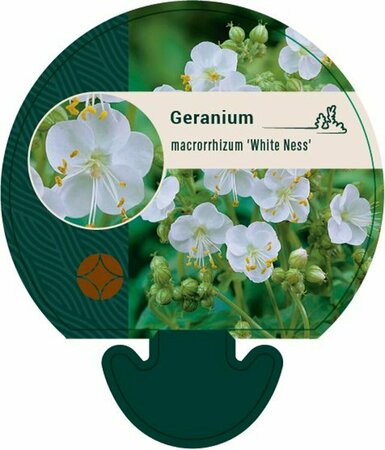 Geranium macrorrhizum 'White Ness' P9 - afbeelding 1