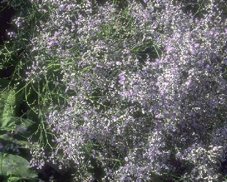 Limonium latifolium P9 - afbeelding 1
