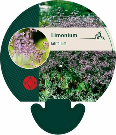 Limonium latifolium P9 - afbeelding 2