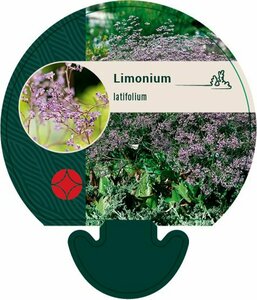 Limonium latifolium P9 - afbeelding 2