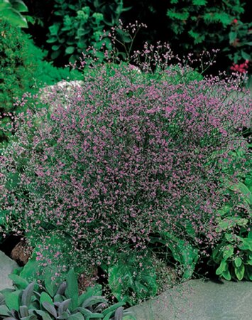 Limonium latifolium P9 - afbeelding 4
