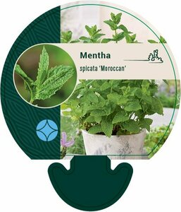 Mentha spicata 'Moroccan' C1.5 - afbeelding 1
