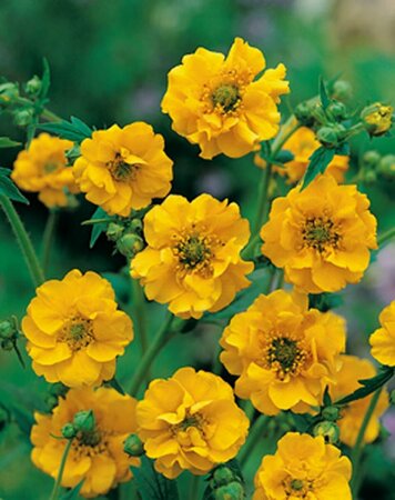 Geum chiloense 'Lady Stratheden' C2 - afbeelding 2