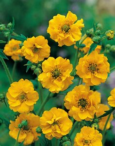 Geum chiloense 'Lady Stratheden' C2 - afbeelding 2