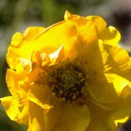 Geum chiloense 'Lady Stratheden' C2 - afbeelding 3