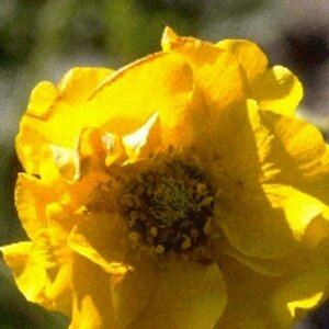 Geum chiloense 'Lady Stratheden' C2 - afbeelding 3