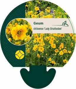 Geum chiloense 'Lady Stratheden' C2 - afbeelding 4