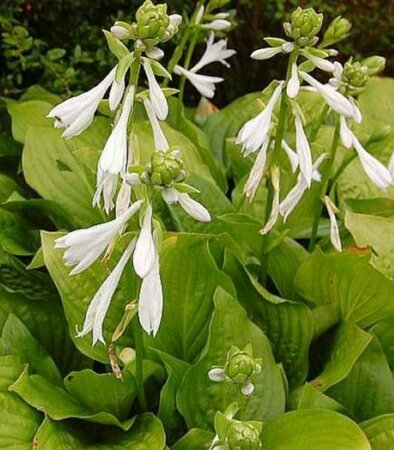 Hosta 'Royal Standard' P9 - afbeelding 1