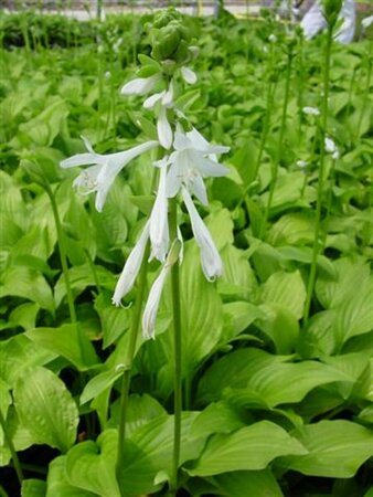 Hosta 'Royal Standard' P9 - afbeelding 3