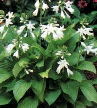 Hosta 'Royal Standard' P9 - afbeelding 4