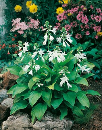 Hosta 'Royal Standard' P9 - afbeelding 5