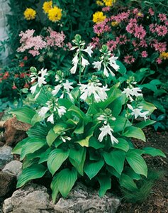 Hosta 'Royal Standard' P9 - afbeelding 5