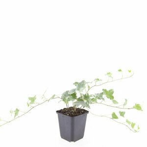 Hedera helix 'Glacier' Haagelement 120x180  - afbeelding 2