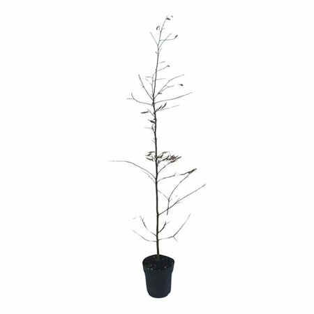 Carpinus betulus Haagelement 120x100  - afbeelding 2
