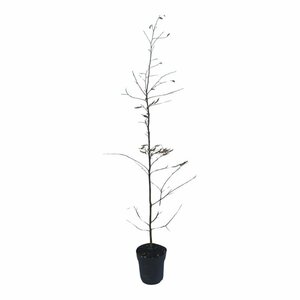 Carpinus betulus Haagelement 120x100  - afbeelding 2