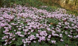 Cyclamen coum P9 - afbeelding 4