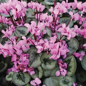Cyclamen coum P9 - afbeelding 3