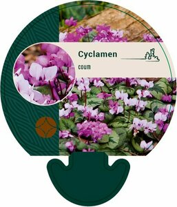 Cyclamen coum P9 - afbeelding 2