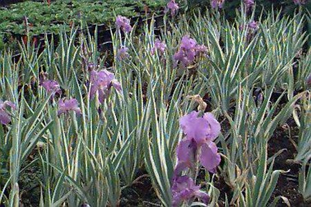 Iris pallida 'Variegata' P9
