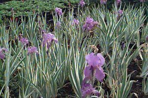 Iris pallida 'Variegata' P9