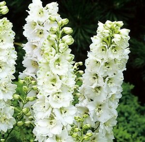 Delphinium pacific 'Galahad' P9 - afbeelding 3