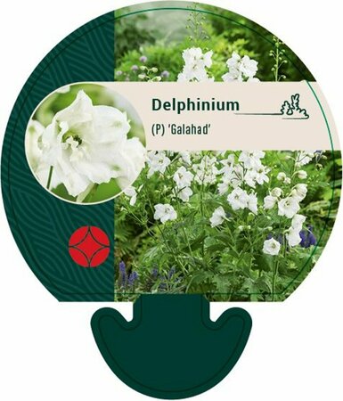 Delphinium pacific 'Galahad' P9 - afbeelding 2