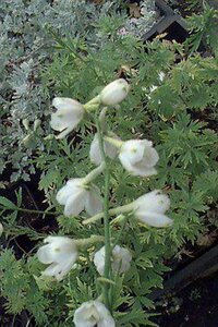 Delphinium pacific 'Galahad' P9 - afbeelding 1