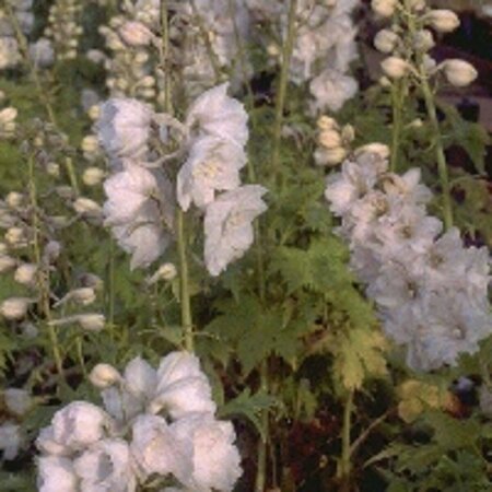 Delphinium pacific 'Galahad' P9 - afbeelding 4