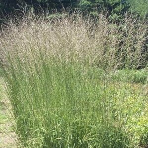 Molinia arundinacea 'Windspiel' P9 - afbeelding 3