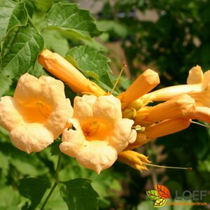 Campsis radicans 'Flava' 50/60 C. 