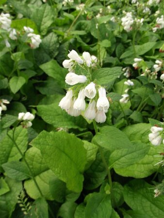 Symphytum grandiflorum P9 - afbeelding 2