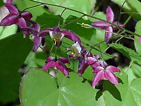 Epimedium rubrum P9 - afbeelding 3