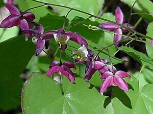 Epimedium rubrum P9 - afbeelding 3