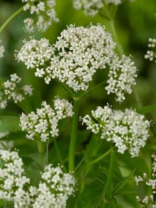 Valeriana officinalis P9 - afbeelding 3