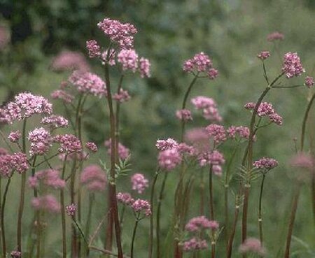 Valeriana officinalis P9 - afbeelding 1