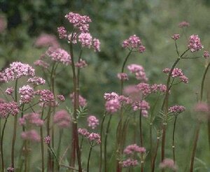 Valeriana officinalis P9