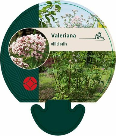 Valeriana officinalis P9 - afbeelding 4
