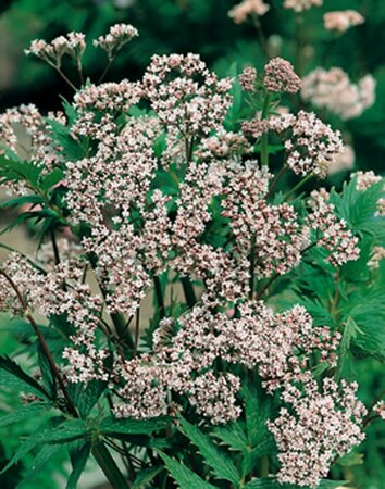 Valeriana officinalis P9 - afbeelding 5
