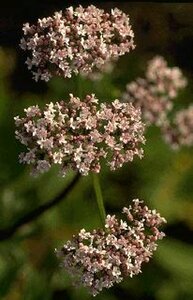 Valeriana officinalis P9 - afbeelding 2