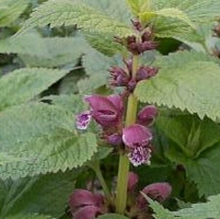 Lamium orvala P9 - afbeelding 3