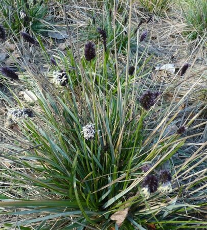 Sesleria heufleriana P9 - afbeelding 1