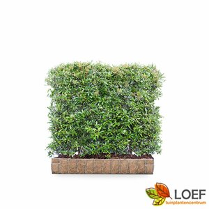 Pyracantha 'Dart's Red' Haagelement 120x155  - afbeelding 3